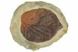 Fossil Leaf (Beringiaphyllum) - Montana #262360-1